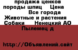 продажа ценков породы шпиц  › Цена ­ 35 000 - Все города Животные и растения » Собаки   . Ненецкий АО,Пылемец д.